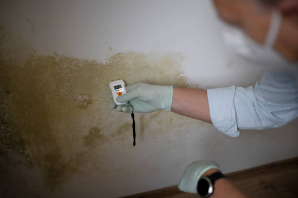 Best DIY Mold Remediation Support Services in Mount Pleasant, PA