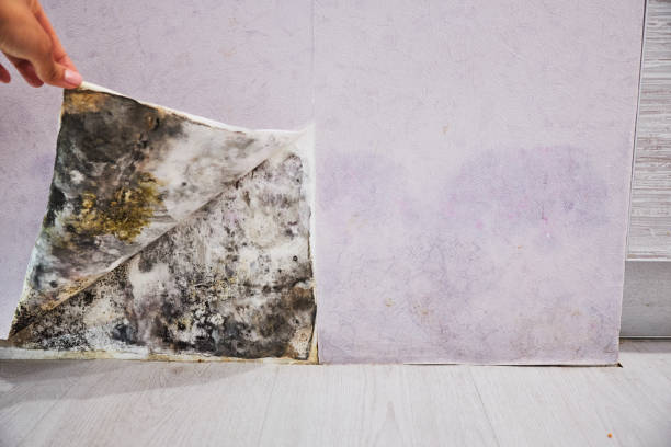 Best Preventive Mold Services in Mount Pleasant, PA
